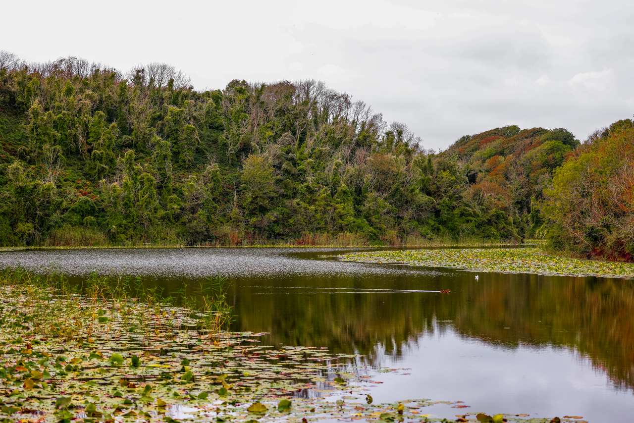 Boshertson Lily Ponds