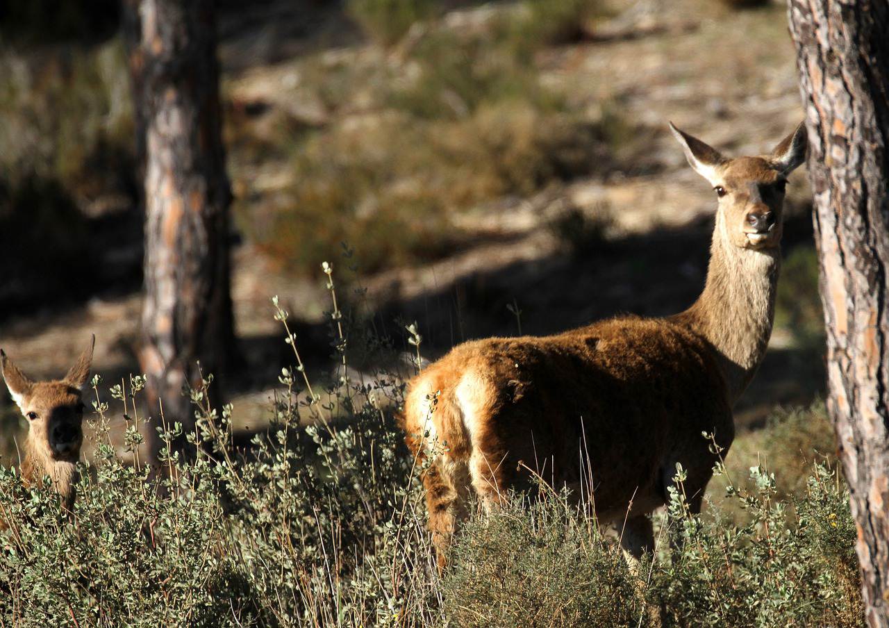 Animal spotting in Parque Nacional de Doñana