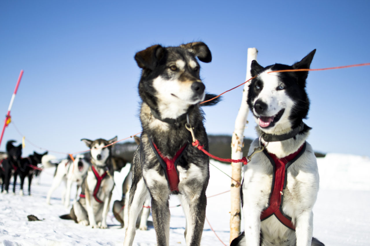 Husky Sledding on the frozen Torne River